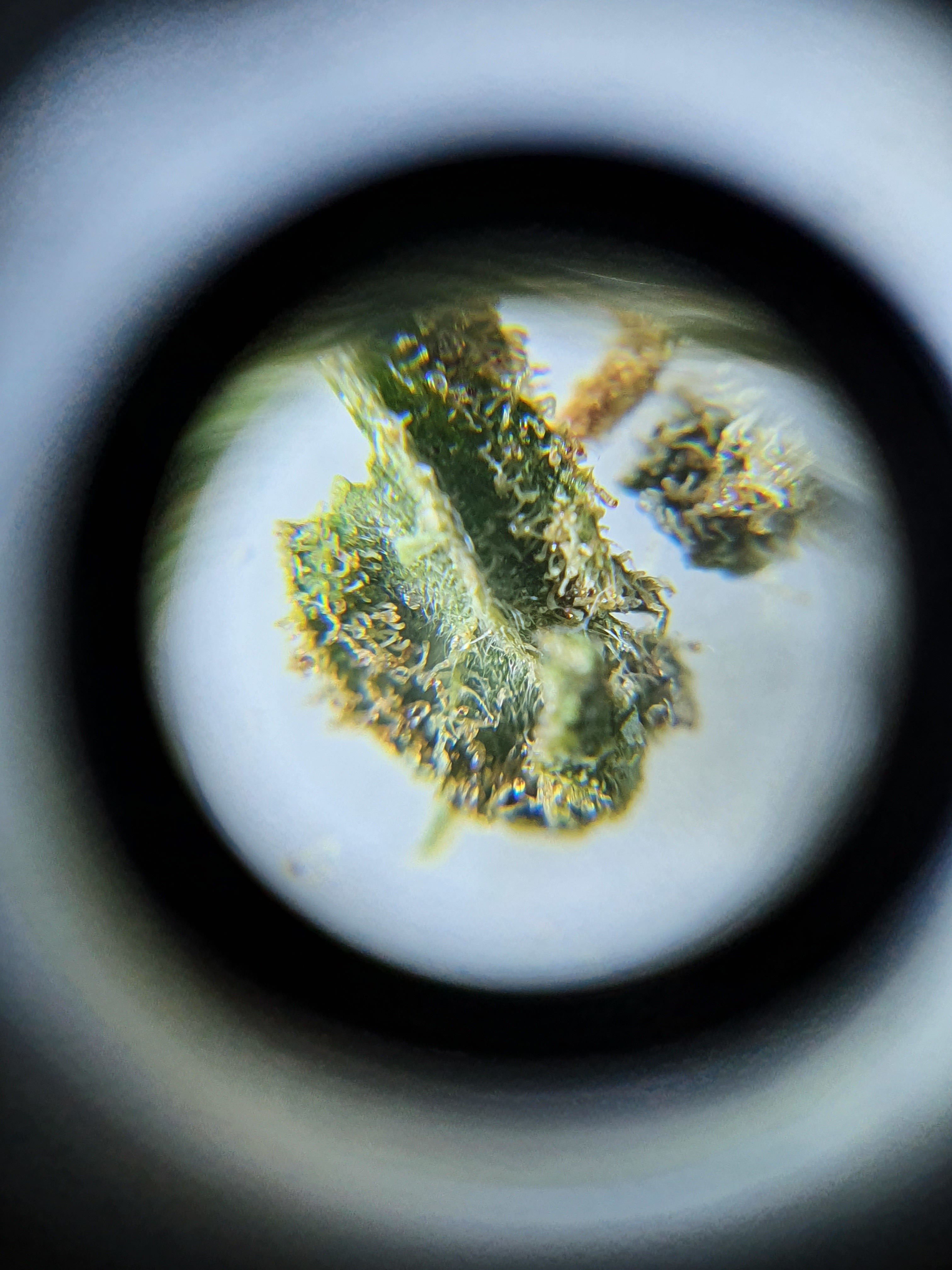 Gestrecktes Gras? - Konsum - Forum | Cannabisanbauen.net